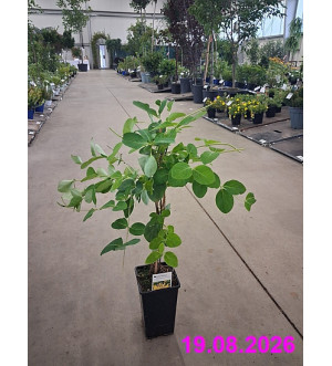 Lonicera tellmanniana RP 1,6 L